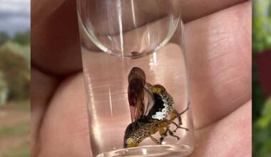 California wine growers warn of invasive pest threat