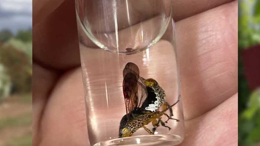 California wine growers warn of invasive pest threat