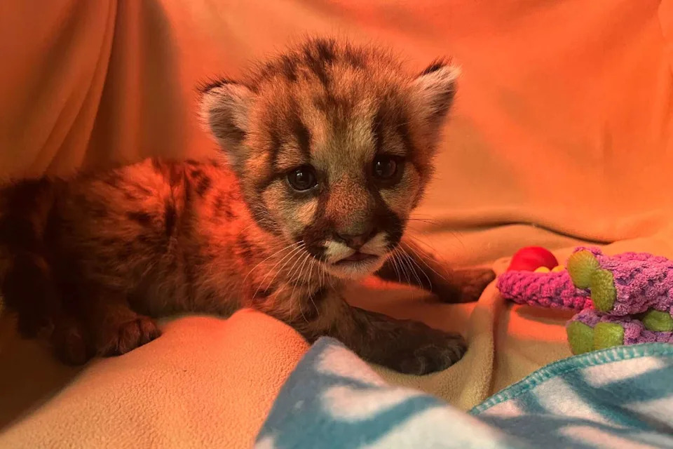 Rescued mountain lion cubs Crimson (pictured) and Clover are recovering at the Oakland Zoo after separate rescues in California. The young cubs have become viral favorites as zoo staff prepare to eventually introduce them. (Oakland Zoo)