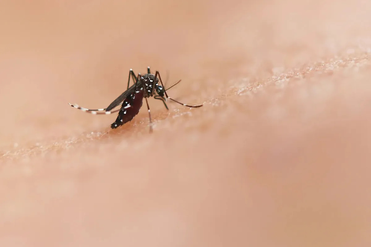 Google Seeks Federal Approval to Release 32 Million Treated Mosquitoes in California