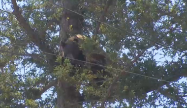 Curious neighbors observe bear in tree in Altadena yard – NBC Los Angeles