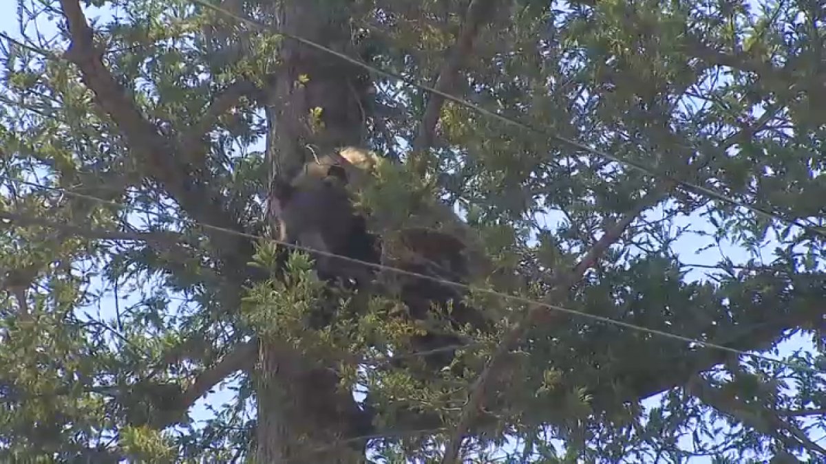 Curious neighbors observe bear in tree in Altadena yard – NBC Los Angeles