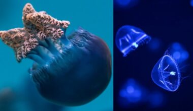 Float by wondrous ‘Jelly Dreamscapes’ at the Aquarium of the Pacific – NBC Los Angeles