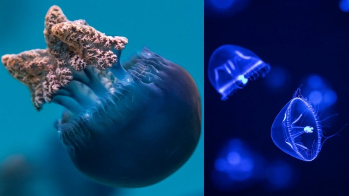 Float by wondrous ‘Jelly Dreamscapes’ at the Aquarium of the Pacific – NBC Los Angeles