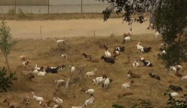 Fire-reducing goats’ large appetite helps clear Pasadena brush – NBC Los Angeles