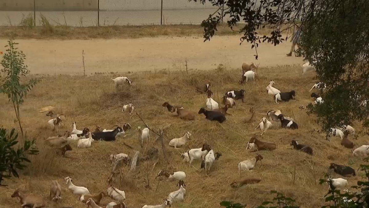 Fire-reducing goats’ large appetite helps clear Pasadena brush – NBC Los Angeles