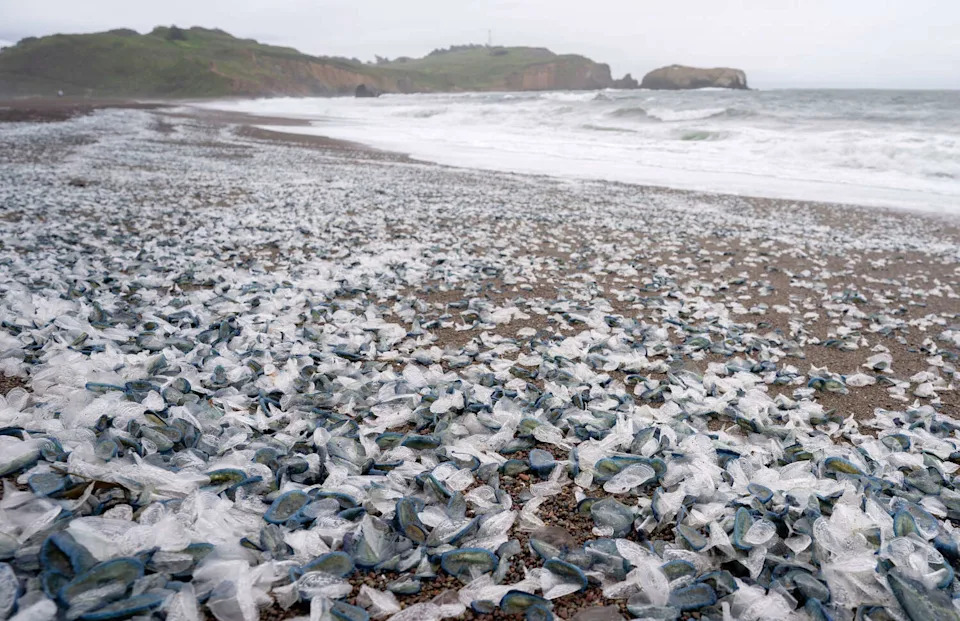 FILE: Hordes of Velella velella, or by-the-wind sailors, wash up on Northern California beaches on March 27, 2024, in Marin County. (Liu Guanguan/China News Service via Getty Images)