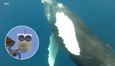 San Francisco turns to AI to avoid collisions between ships, whales searching for food