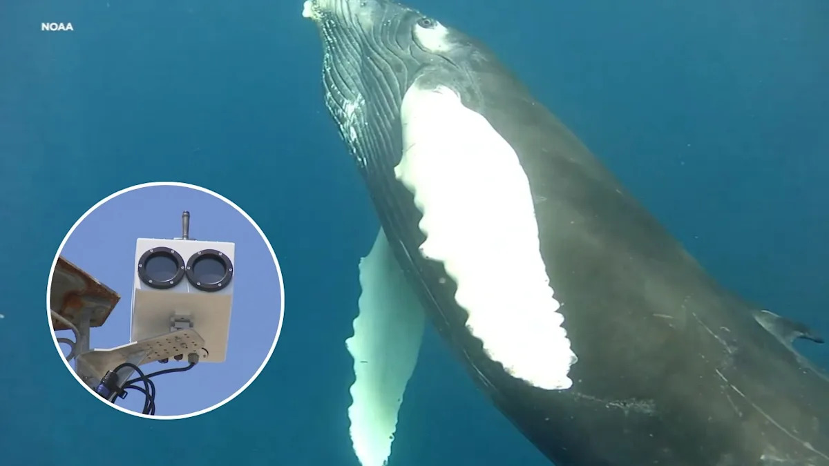 San Francisco turns to AI to avoid collisions between ships, whales searching for food