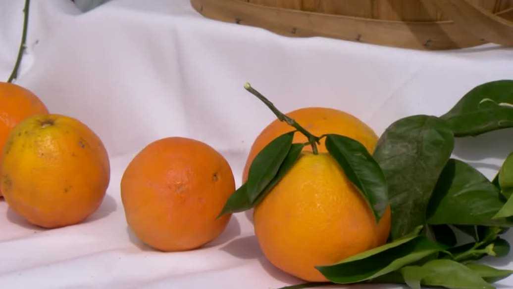 Fresh produce and local goods return for Meadowview farmers market