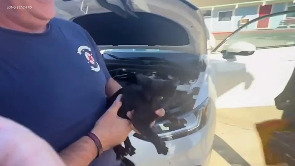 Long Beach kitten rescued from car engine