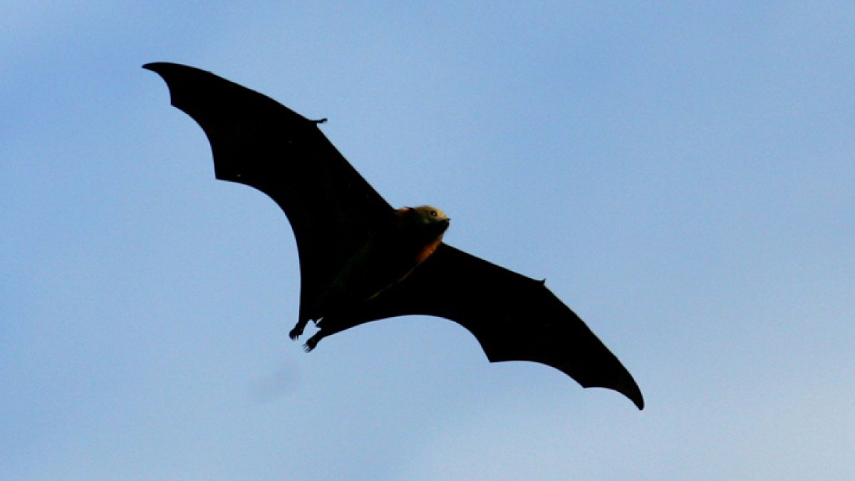 Bat tests positive for rabies in Pasadena, health officials say – NBC Los Angeles