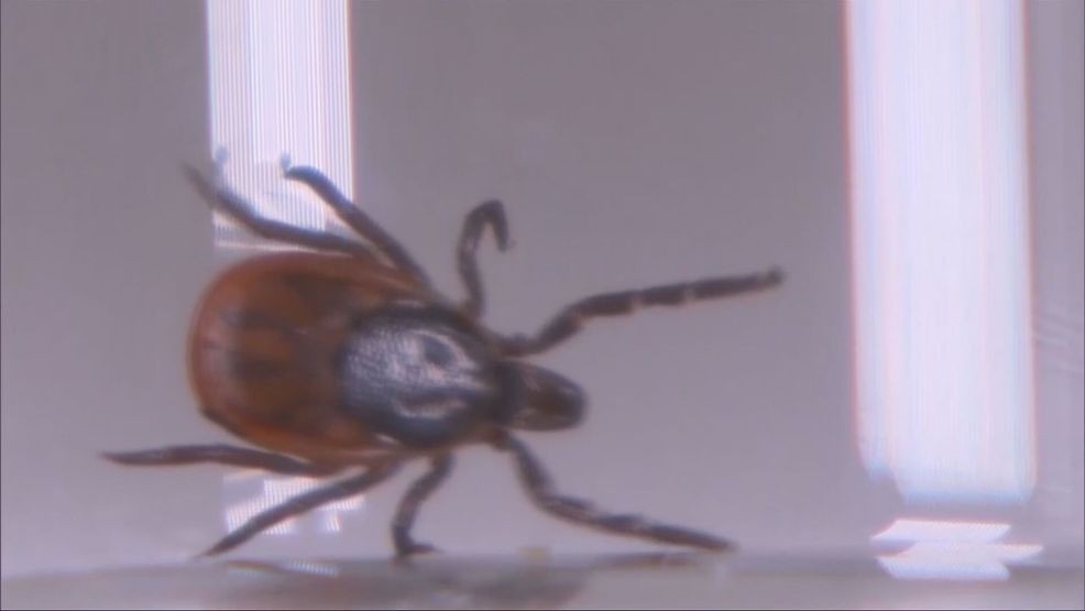CDC reports rise in ER visits for tick bites as summer nears in Kern County (KBAK/KBFX)
