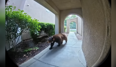Black bear strolls through Santa Clarita neighborhood – NBC Los Angeles