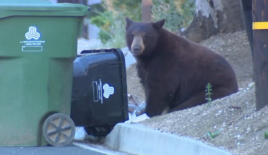 Large bear roams around Sunland neighborhood – NBC Los Angeles