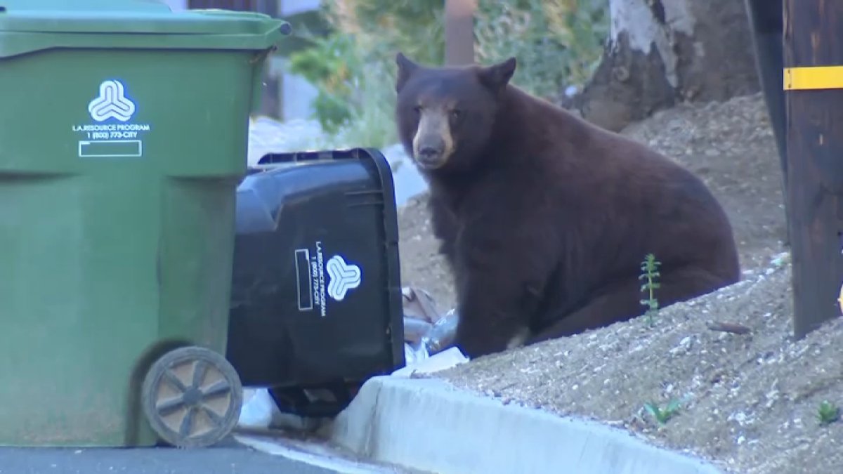 Large bear roams around Sunland neighborhood – NBC Los Angeles