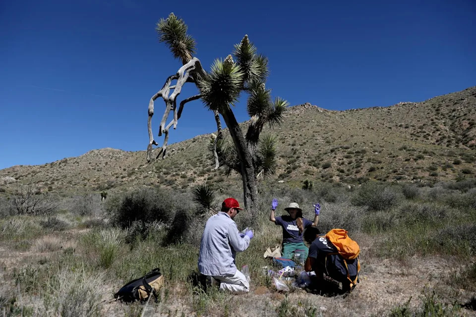 Cameron Egan, left, Anne Polyakov, center, and Jinsu Elhance take soil samples next to a mature Joshua tree
