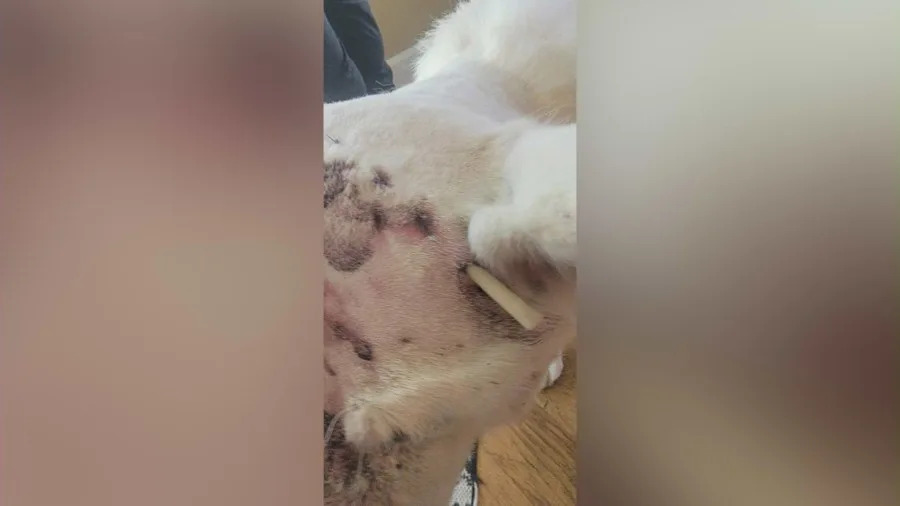 Sasha, a white Akita dog from Glendora, recovers from injuries after surviving a mountain lion attack outside her home, including wounds to her head and a mountain lion tooth lodged in her skull.