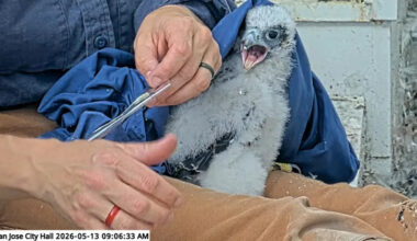 San Jose Peregrine falcon chicks get banded as part of greater Bay Area monitoring program