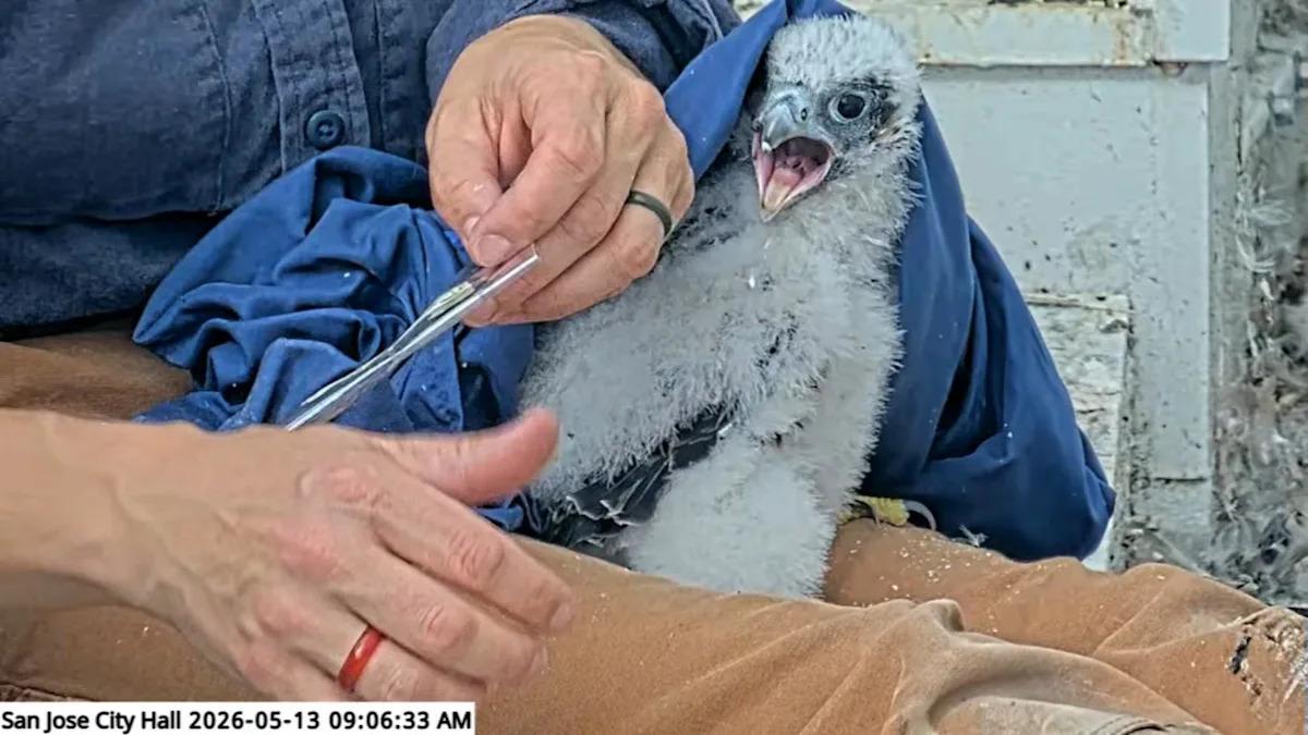 San Jose Peregrine falcon chicks get banded as part of greater Bay Area monitoring program
