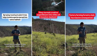 California burn scar sprayed with glyphosate is now overrun with invasive mustard that burns like gasoline, activist warns