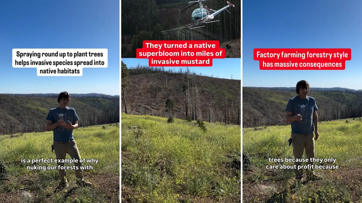 California burn scar sprayed with glyphosate is now overrun with invasive mustard that burns like gasoline, activist warns