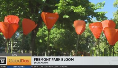 Fremont Park in Sacramento is in full bloom this summer!