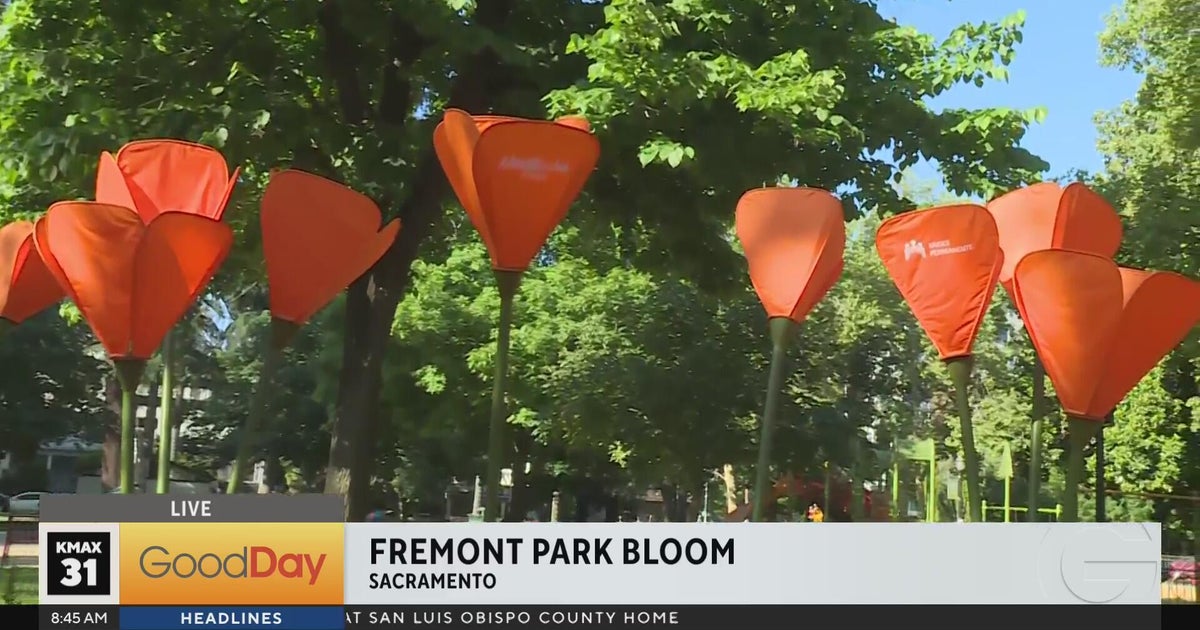 Fremont Park in Sacramento is in full bloom this summer!