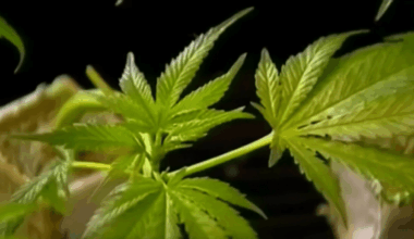Proposition CB: What to know about LA city ballot measure – NBC Los Angeles