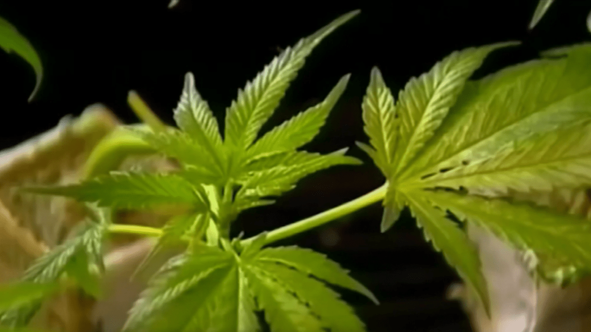 Proposition CB: What to know about LA city ballot measure – NBC Los Angeles