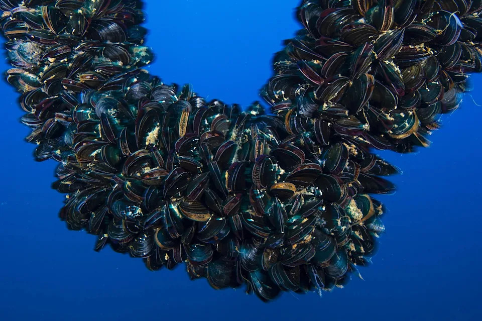 Mussels hang off the grow-line at Catalina Sea Ranch off San Pedro, CA.