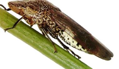 Invasive pests found on grapevines sold at Sacramento area Costco stores