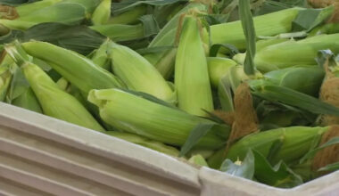 Fresno State's sweet corn back on sale ahead of Memorial Day