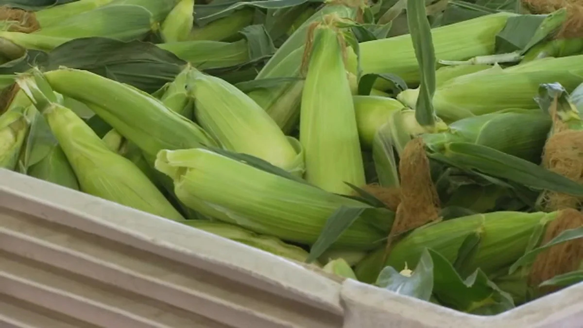 Fresno State's sweet corn back on sale ahead of Memorial Day