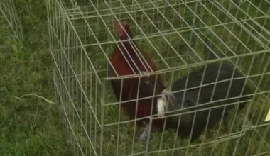 California bill would cap rooster ownership at 25