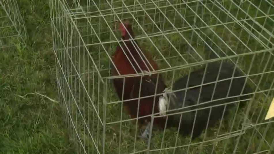 California bill would cap rooster ownership at 25