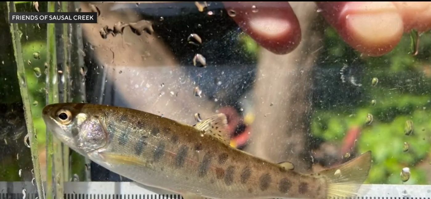 30 Years of Volunteering Has Kept This California Creek Pristine
