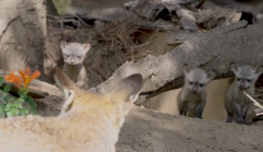 Bat-eared fox kits make their debut in San Diego – NBC Los Angeles