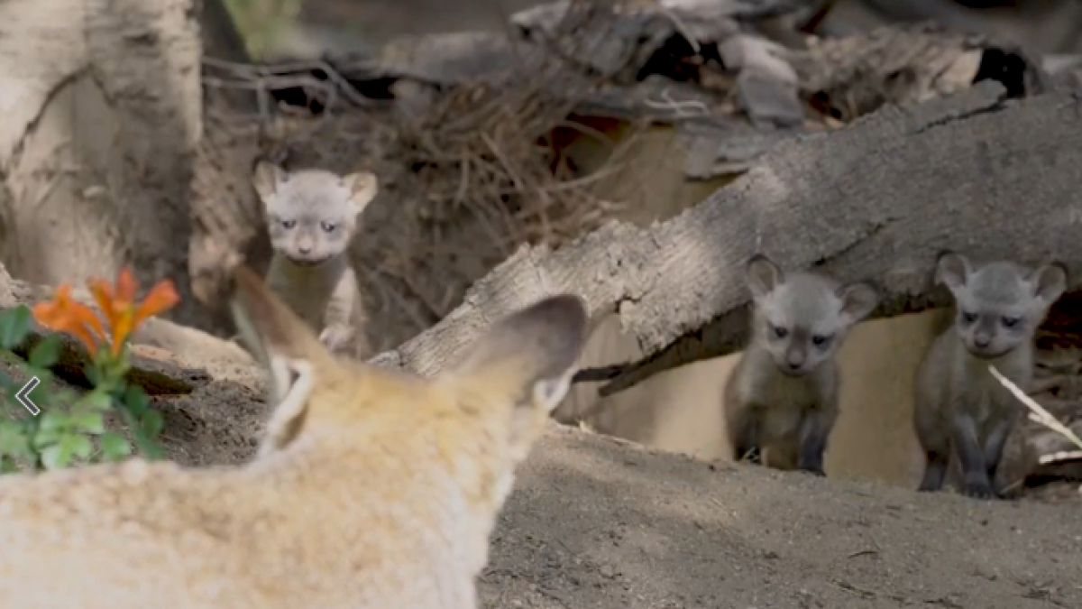 Bat-eared fox kits make their debut in San Diego – NBC Los Angeles