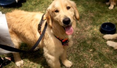 Scammer targets woman with lost dog in San Jose