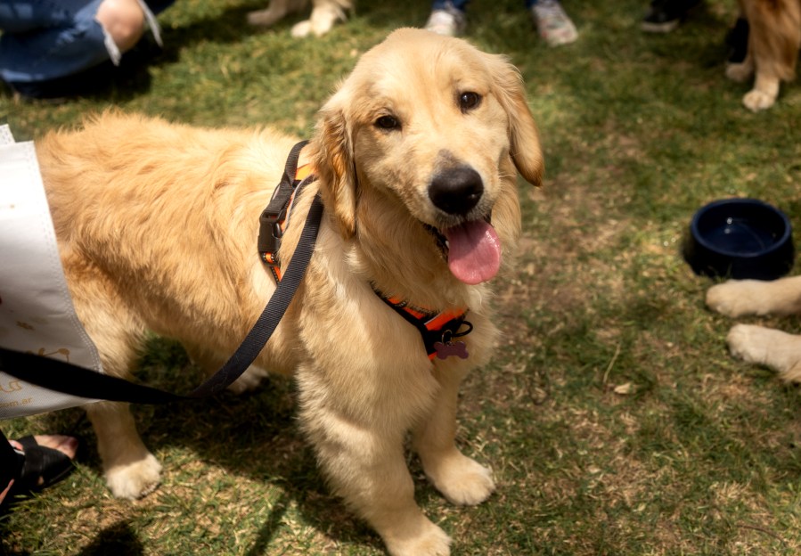 Scammer targets woman with lost dog in San Jose