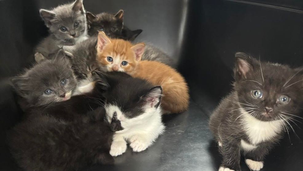 More than 100 cats, including dozens of sick kittens, were rescued from unsanitary conditions at a Tennessee property. (Humane Society of Dickson County)