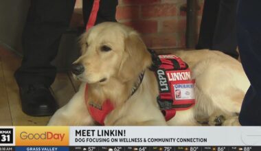 Meet Linkin, Los Rios police’s new therapy K9