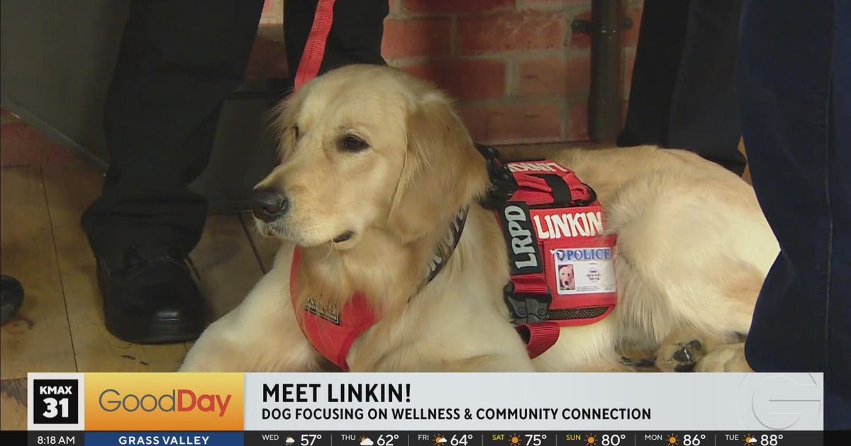 Meet Linkin, Los Rios police’s new therapy K9