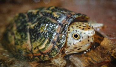 California Man Accused of Trying to Illegally Export 292 Trafficked Turtles