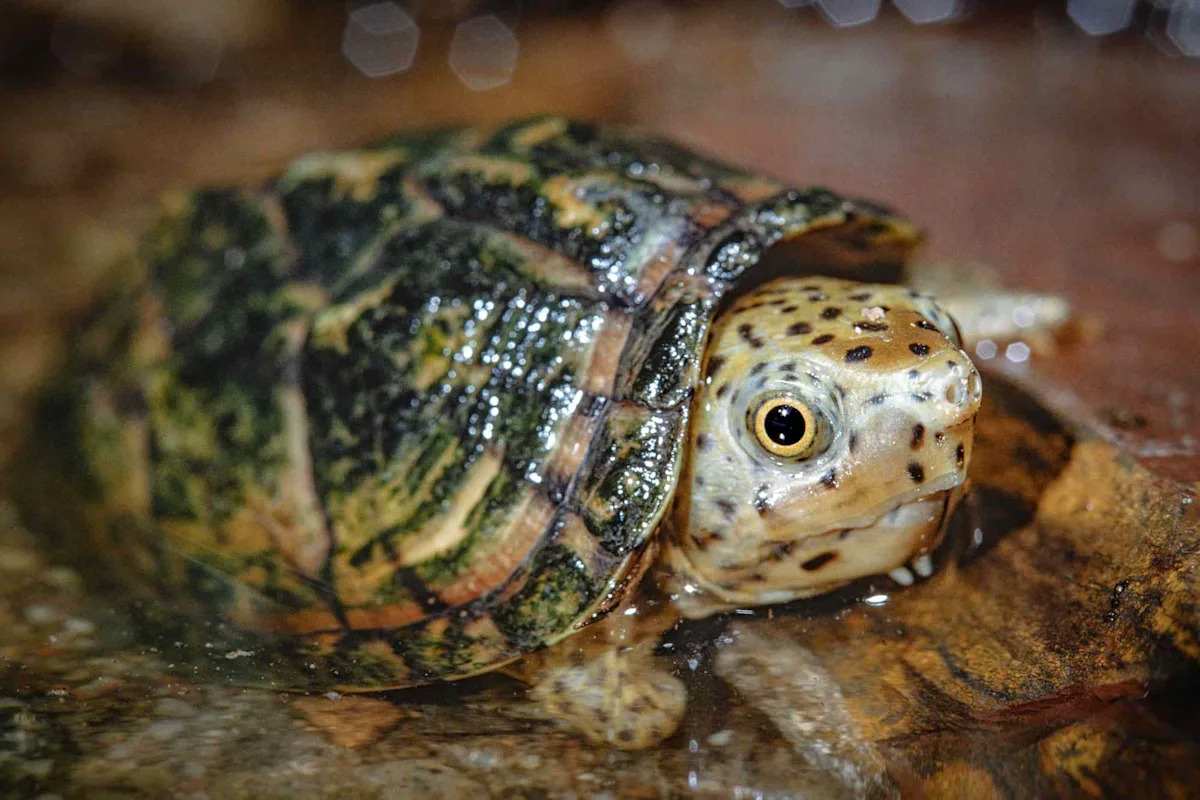 California Man Accused of Trying to Illegally Export 292 Trafficked Turtles