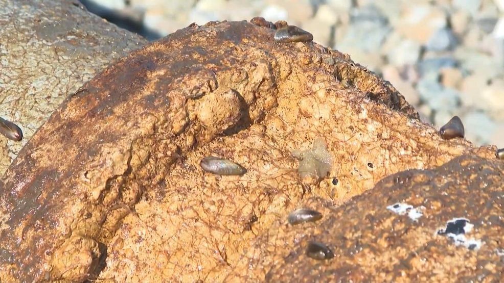 Kern County supervisors warn golden mussel infestation is clogging vital water systems (KBAK/KBFX)