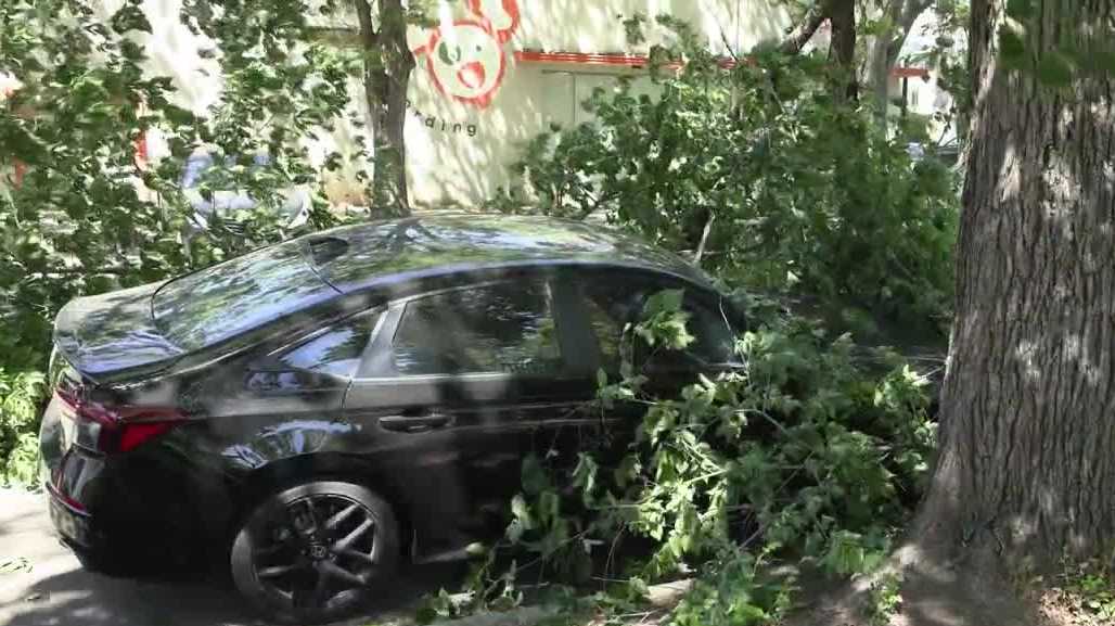 Northern California winds topple trees, spread outages and raise wildfire concerns
