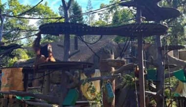 Sacramento Zoo renovated orangutan habitat now open to public