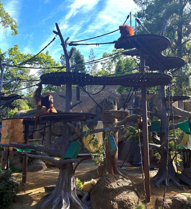Sacramento Zoo renovated orangutan habitat now open to public